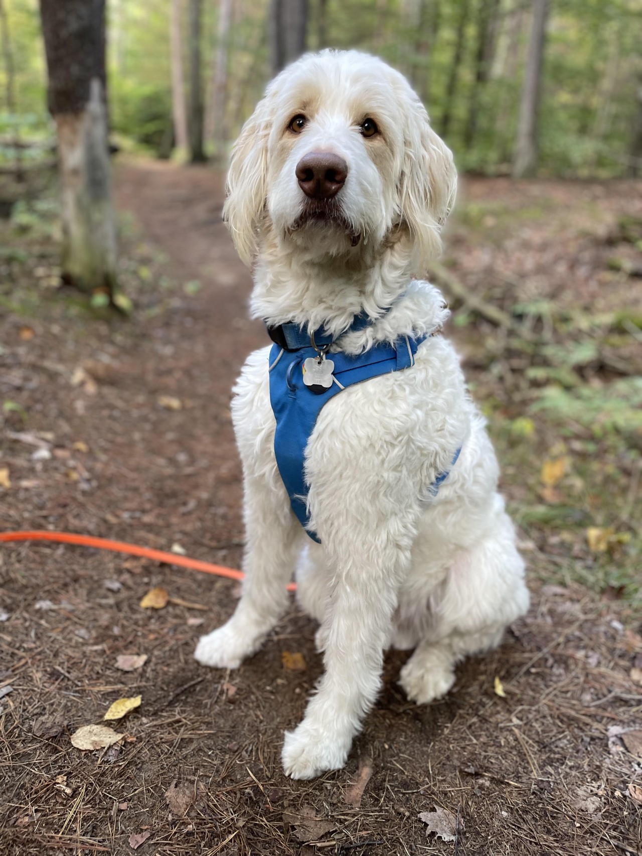 Delta, Emily Wood's Golden Mountain Doodle